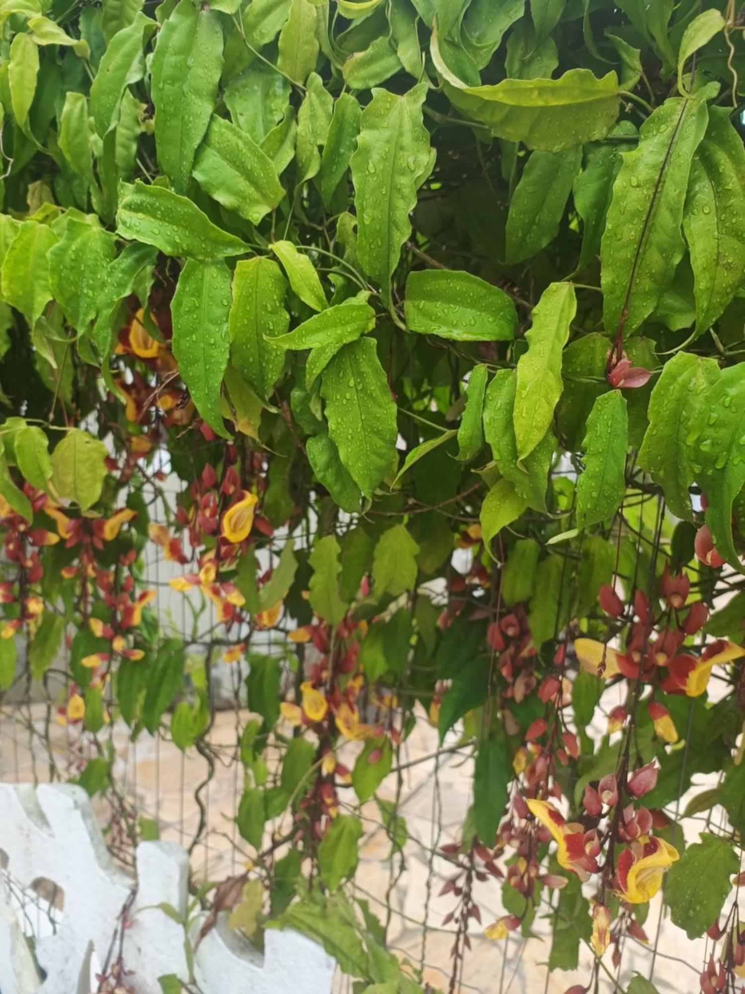 Pousada Nova Primavera Ubatuba Exteriér fotografie